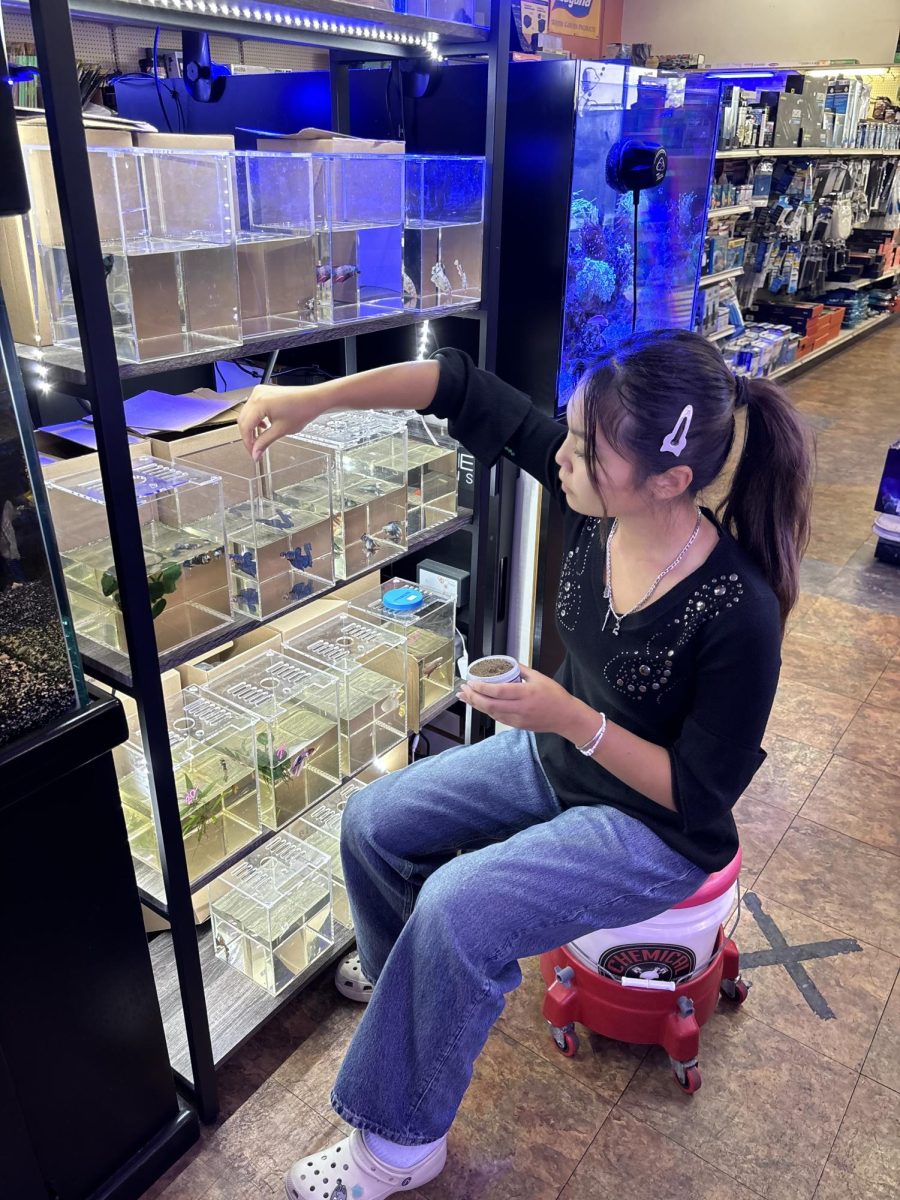 Senior Krissie Pongvattanasomporn feeds the giant bettas at her parents’ store. “Feeding the fish is a break in the current of my life. It is the one time when I can be fully present and detach myself from reality,” she said.