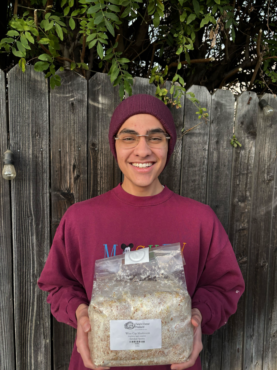 Junior Joaquin Nava holds spawn of Wine Cap mushrooms from Field and Forest Products. This spawn is used to help grow mushrooms in his club, Mycology. “Leading a club and engaging with my peers is a privilege,” Nava said. “It’s made my curiosity a priority. I would also say it’s taught me that sharing what I know is okay, even if I’m not an expert on a specific topic.”