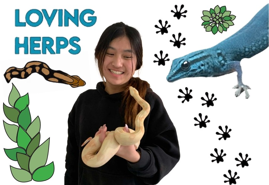 Scales of strength | Sophomore Lauren Kan smiles as she plays with her snake, Pyralis. “I am just so happy that she is strong and healthy. She is such a beautiful animal.” 