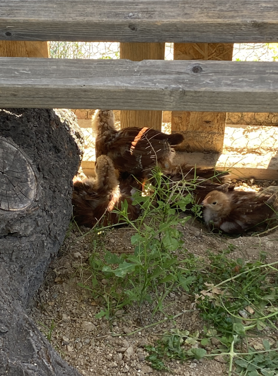Sophomore Maya Wang's baby chicks play in her backyard.